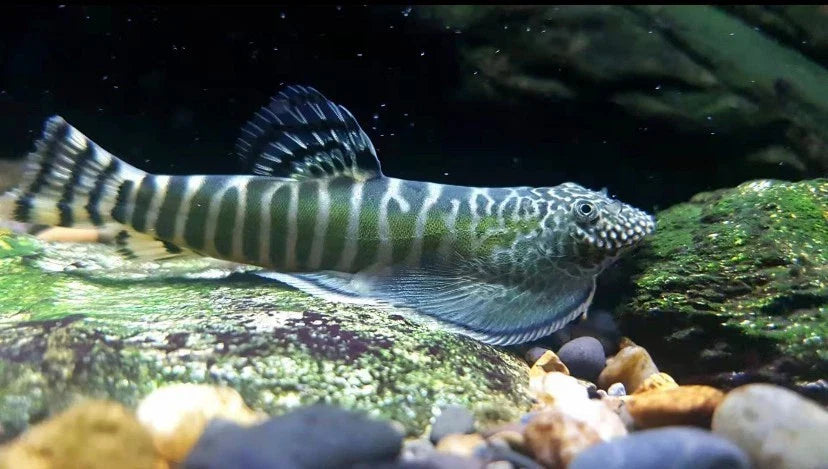 Green Zebra Hillstream Loach (Beaufortia zebroidus) 3-3.5 inch