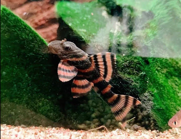 L397 Alenquer Tiger Pleco (3-3.5 cm)