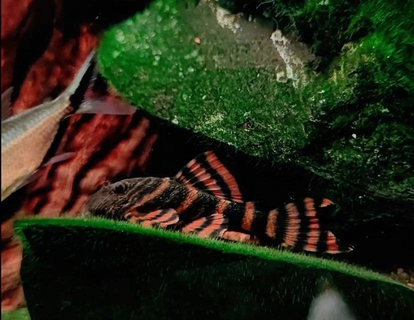L397 Alenquer Tiger Pleco (3-3.5 cm)