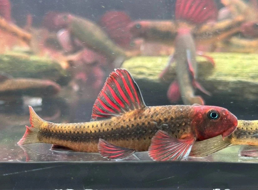 Microphysogobio tafangensis – Purple Sailfin Gudgeon (~9 cm / ~3.5″)