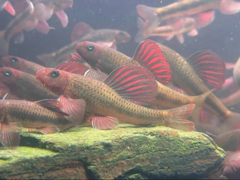 Microphysogobio tafangensis – Purple Sailfin Gudgeon (~9 cm / ~3.5″)