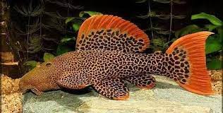 L600 Orange Seam Leopard Cactus Pleco-3-3.5 cm