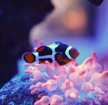 Picasso Clownfish 4+ cm