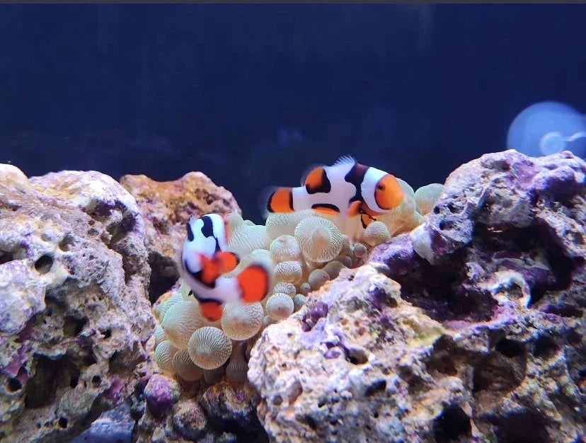 Picasso Clownfish 4+ cm