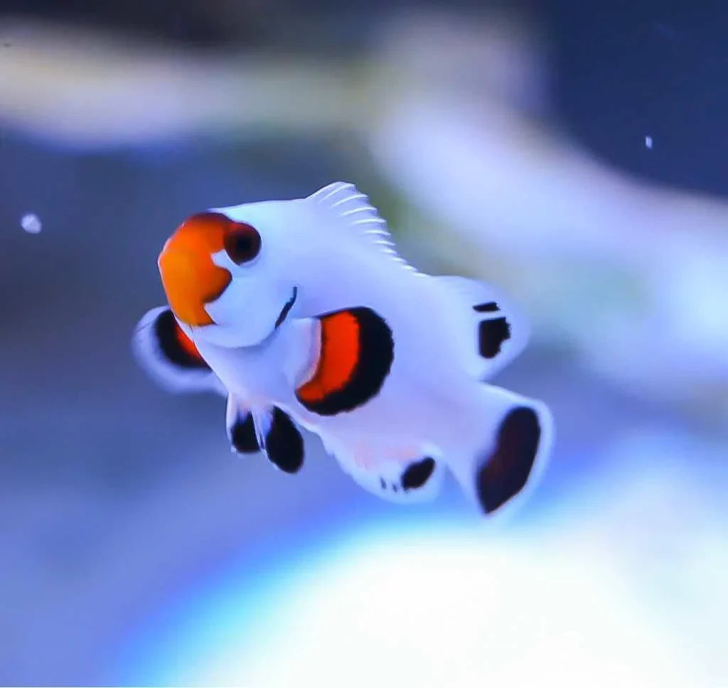 Amphiprion ocellaris – Platinum Clownfish (4+ cm)