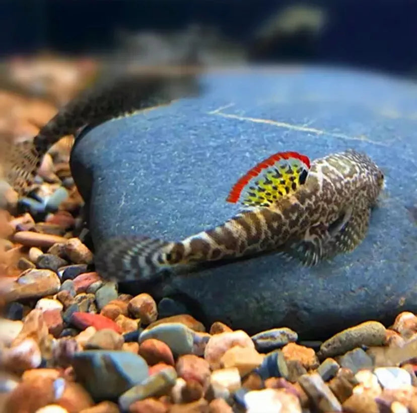 Hillstream Loach myersi  (Pseudogastromyzon Myersi)