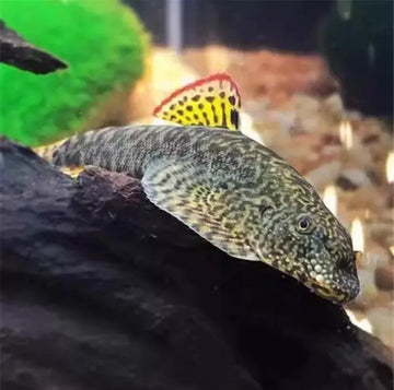 Hillstream Loach myersi  (Pseudogastromyzon Myersi)