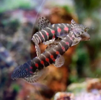 Red Diamond Loach (L size)