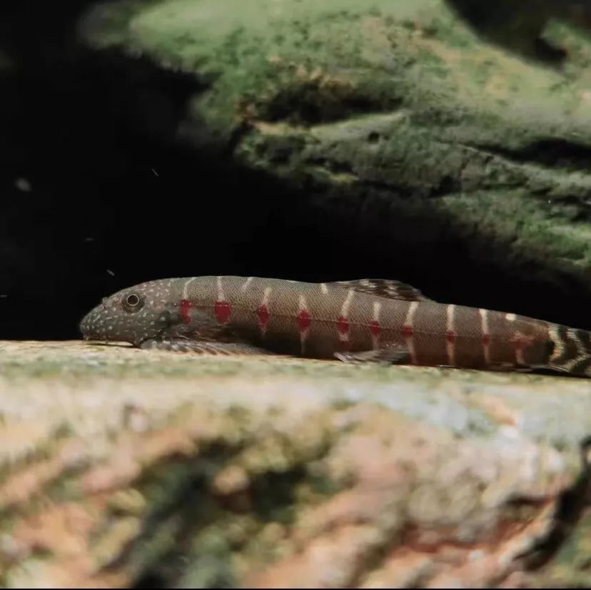 Red Diamond Loach (L size)