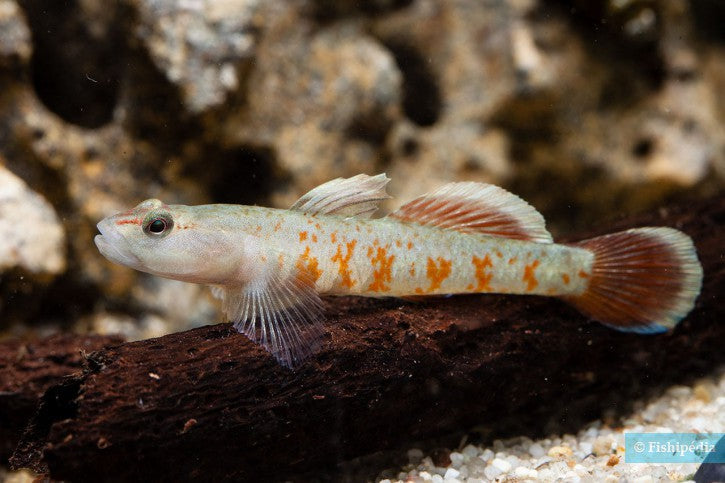 Rhinogobius zhoui – 4 cm Stream Goby