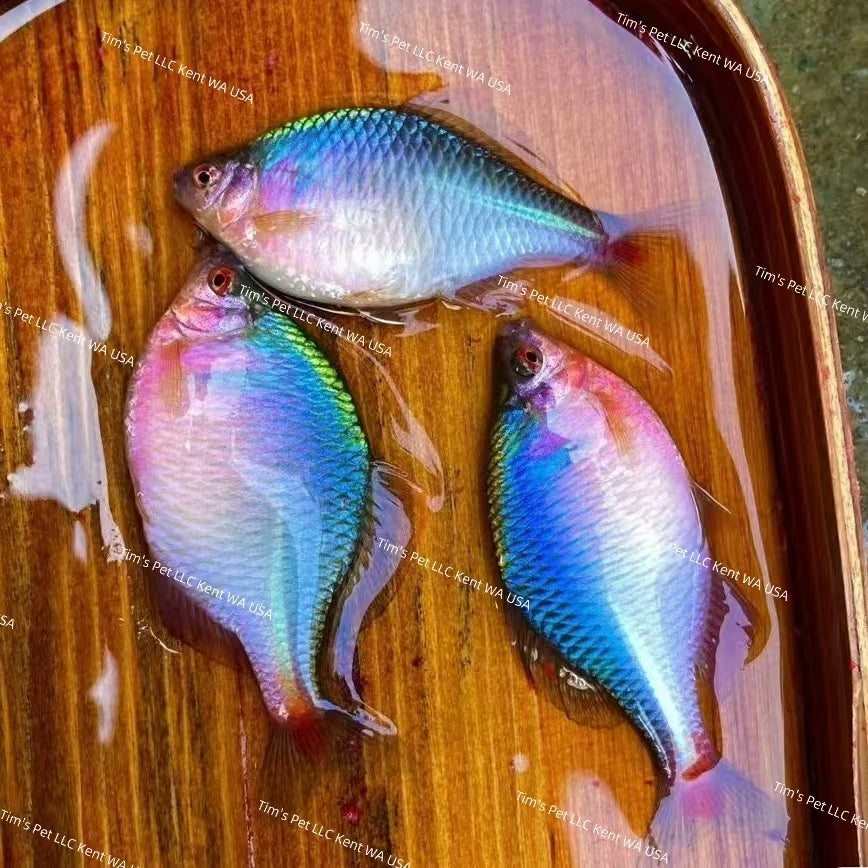 Rosy Bitterling（Rhodeus ocellatus）