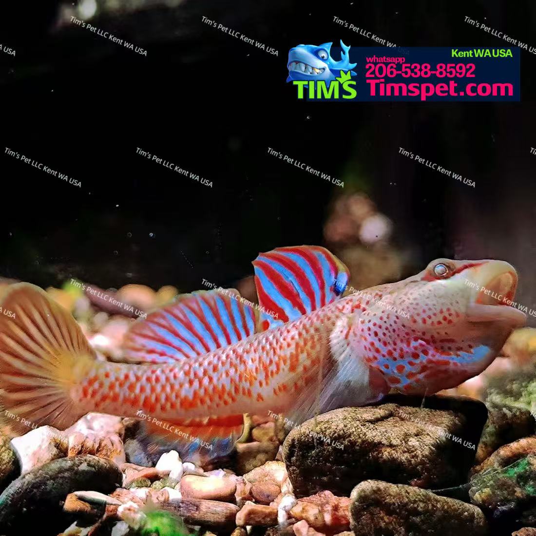 Red Sacred Dragon（Ctenogobius shennongensis）