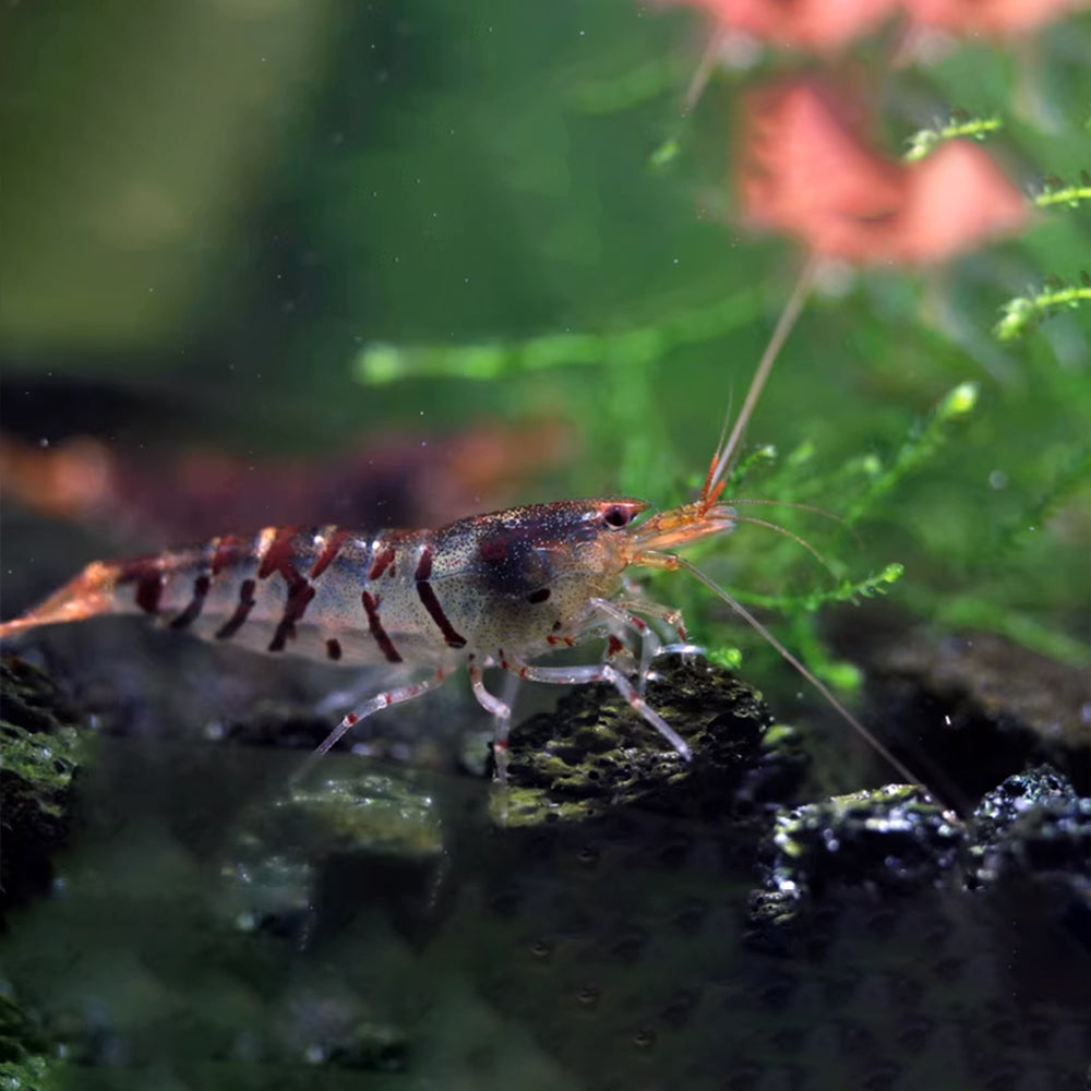 Caridina mariae – Tiger Shrimp (1–1.5 inches)