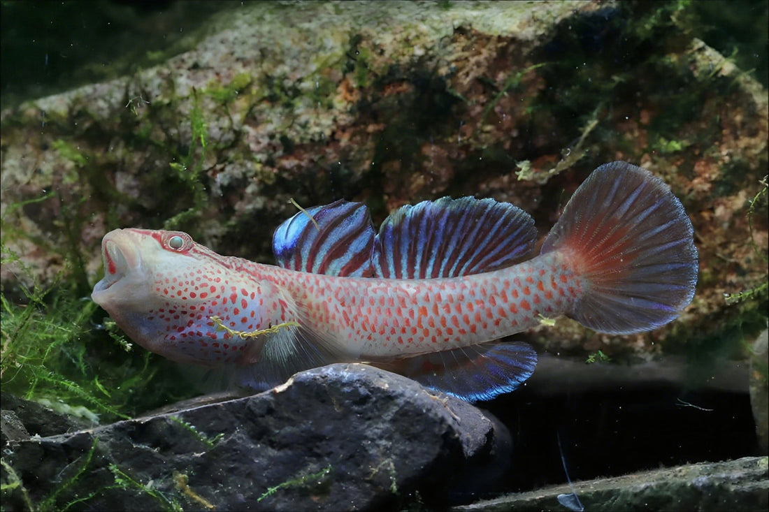 Blue Sacred Dragon Goby (Rhinogobius sp.) – 5+ cm