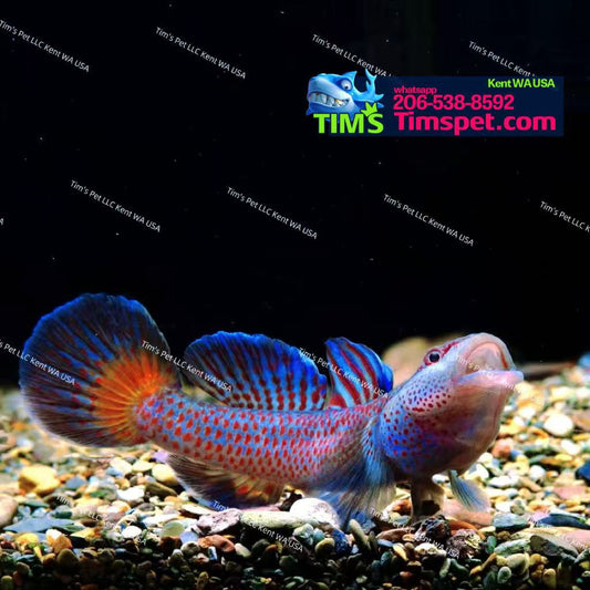 Blue Sacred Dragon（Ctenogobius shennongensis）