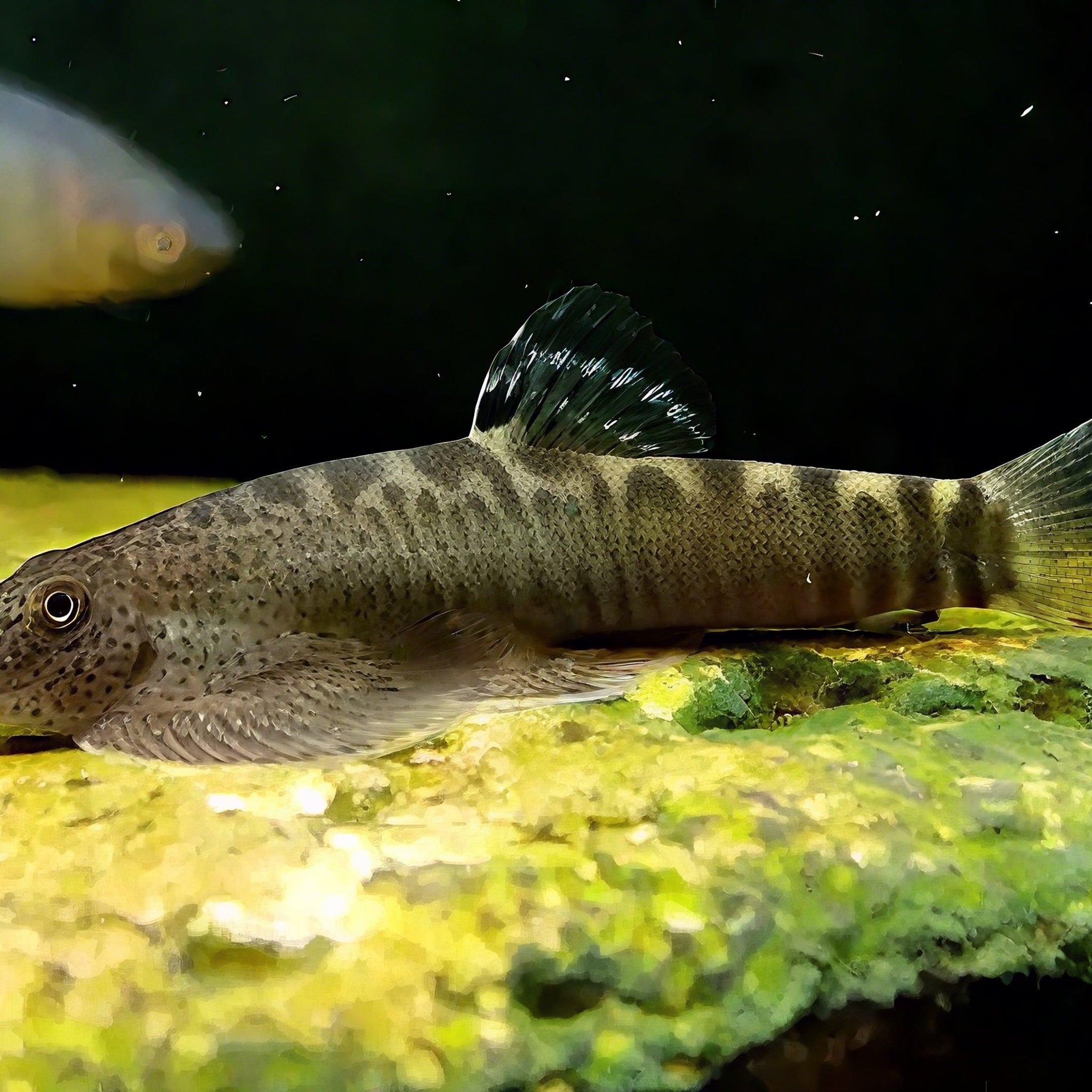 Beaufortia pingi – Pingi Hillstream Loach (5–7 cm)