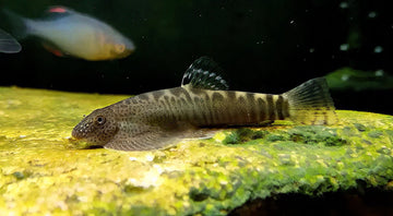 Beaufortia pingi – Pingi Hillstream Loach (5–7 cm)