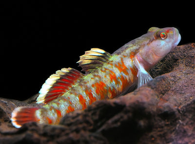 Rhinogobius zhoui – 4 cm Stream Goby
