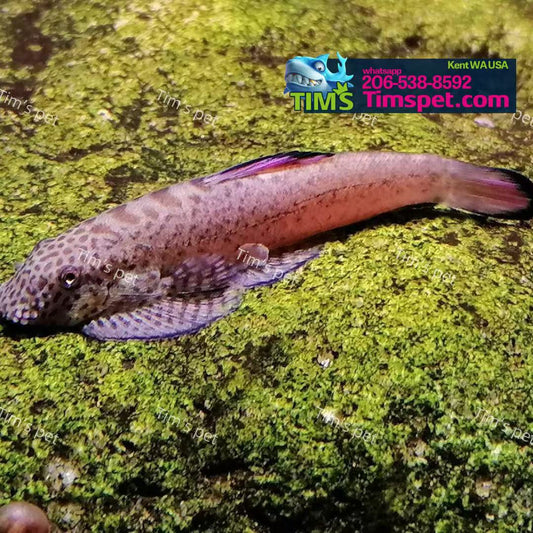 Purple Fin Hillstream Loach（Pseudogastromyzon Laticeps）