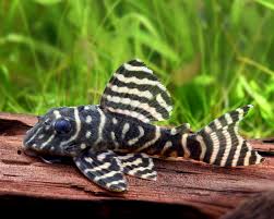 L333 – King Tiger Pleco (3-3.5 cm)