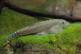 Beaufortia pingi – Pingi Hillstream Loach (5–7 cm)
