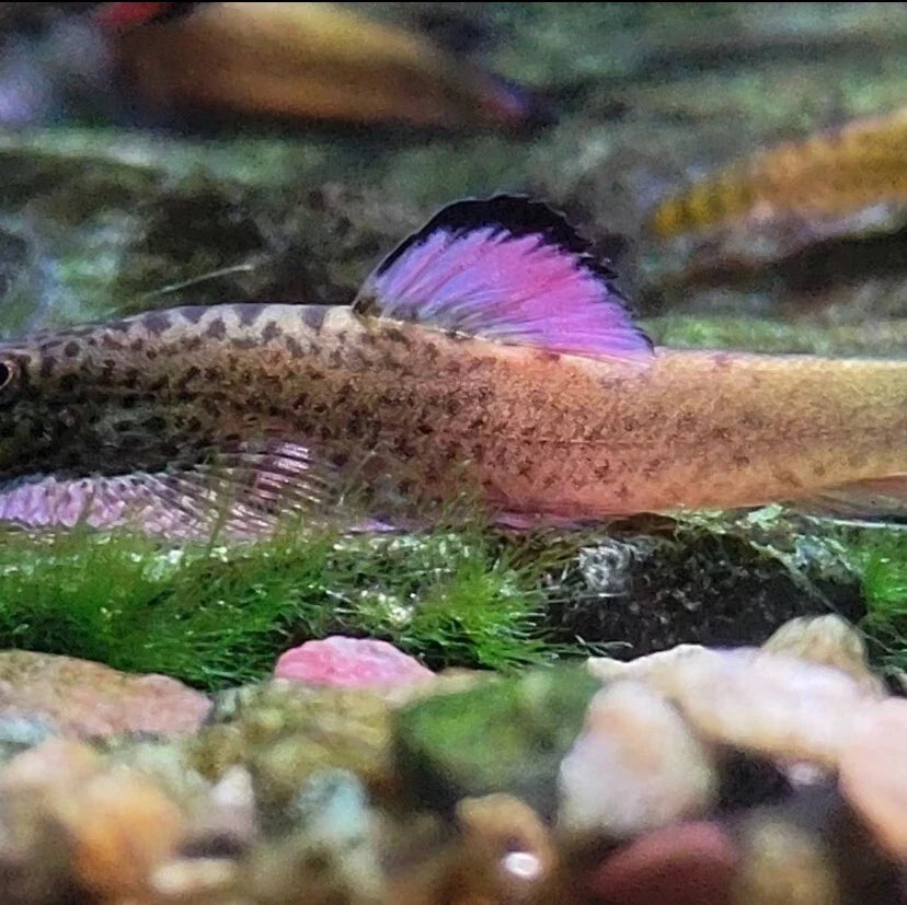 PURPLE FIN LOACH (Pseudogastromyzon laticeps) L-Size