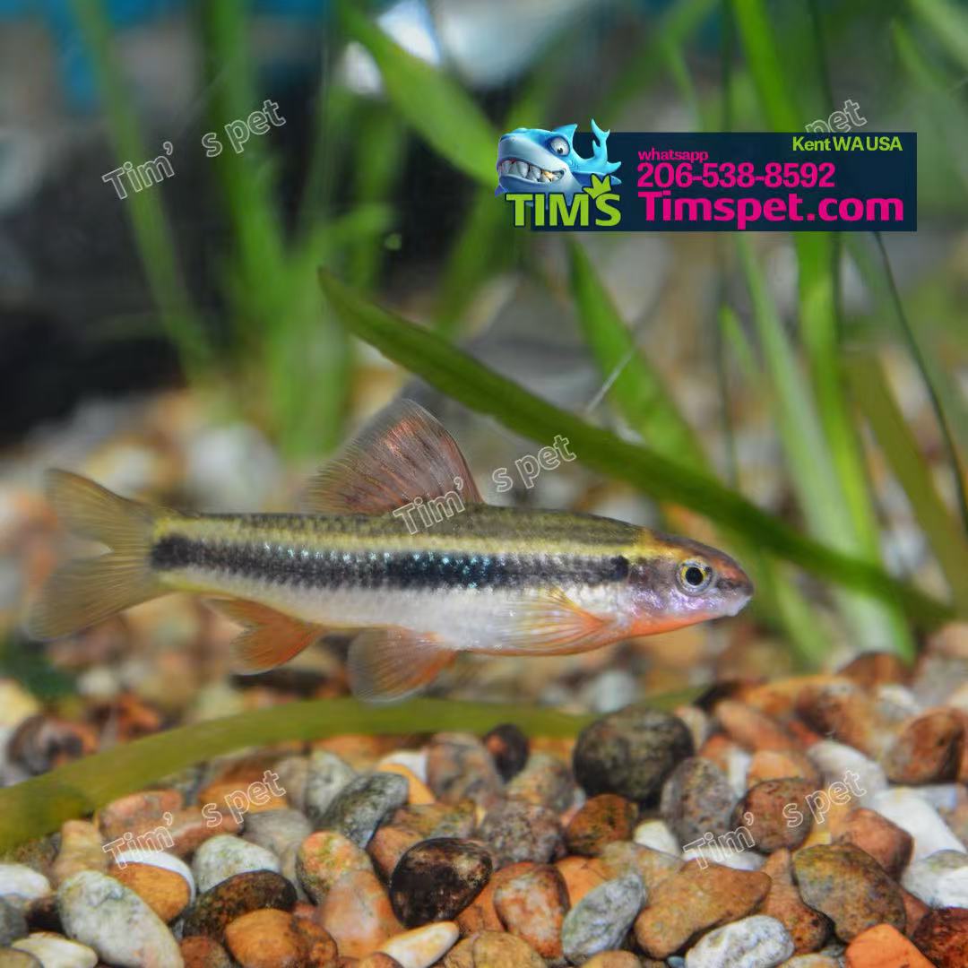 Chinese Neon Golden Stripe Shark（Sarcocheilichthys Parvus）