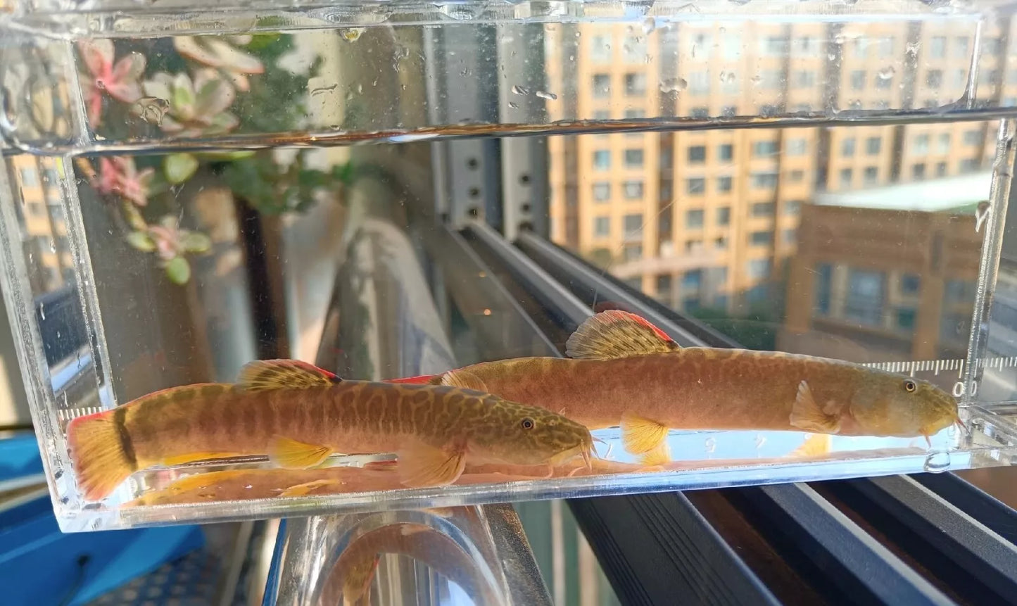 Homatula Loach (Red-Tailed Loach)