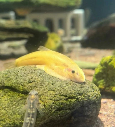 Imperial Goldstream Loach Algae Eater (Extremely rare exclusive to US) 5–6 inches