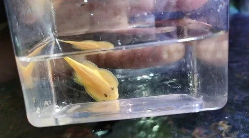Imperial Goldstream Loach Algae Eater (Extremely rare exclusive to US) 5–6 inches