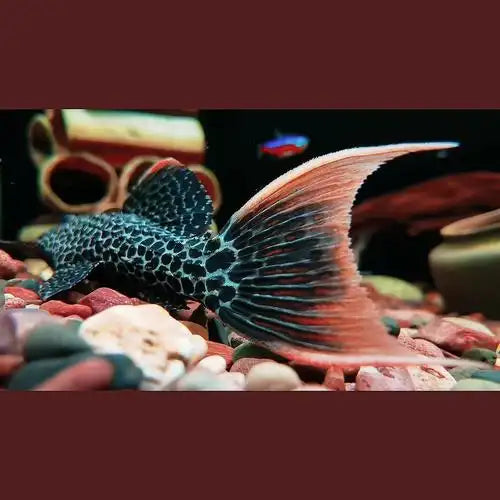 L600 Orange Seam Leopard Cactus Pleco-3-3.5 cm