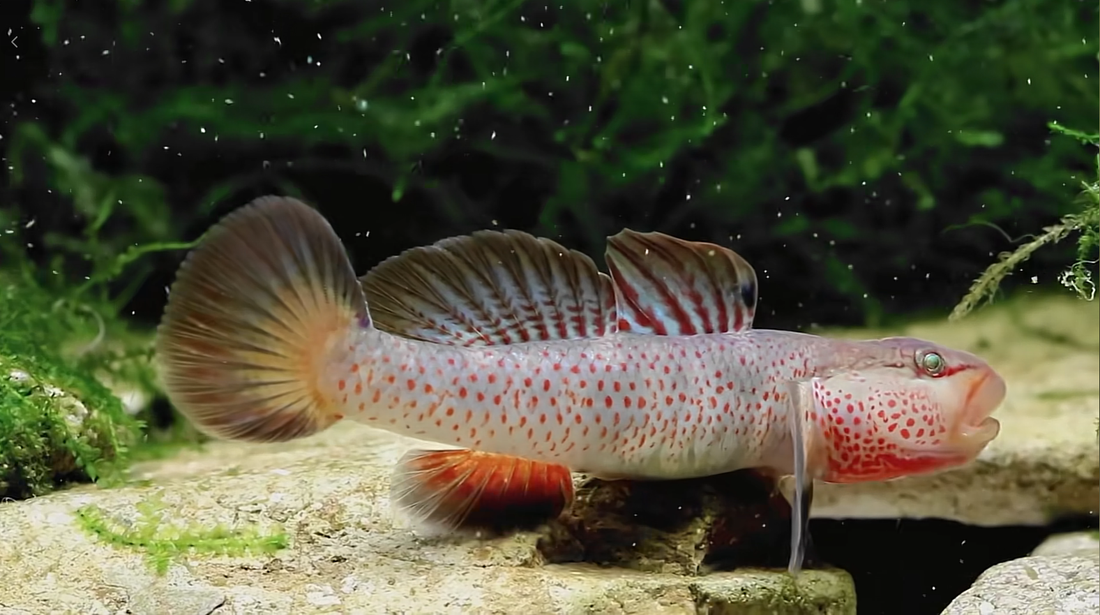 Red Sacred Dragon Goby (Rhinogobius sp.) ~5+ cm