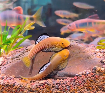 Hemimyzon Loach "Internet Celebrity" (Hemimyzon pengi) ≈ 6 cm SL