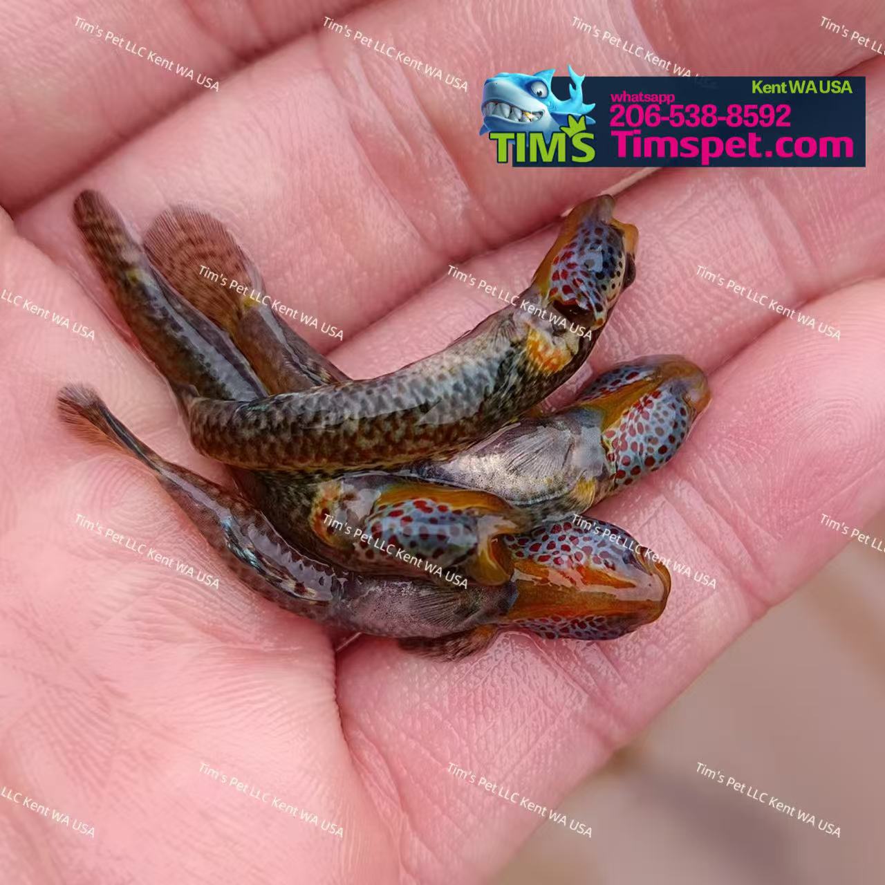 Rhinogobius.sp'Red Lip Goby'