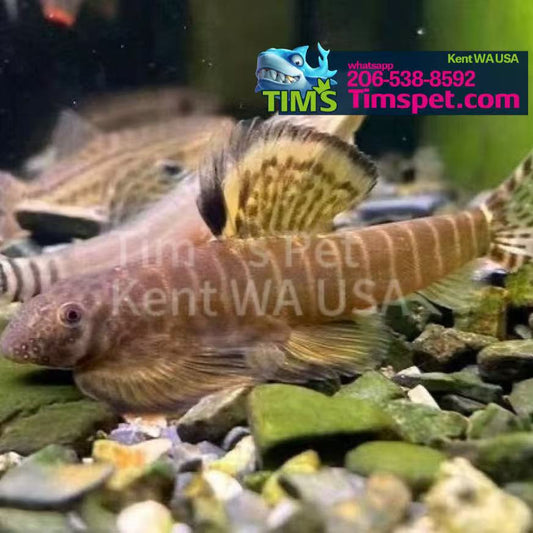 Changting Hillstream Loach(Pseudogastromyzon changtingensis)