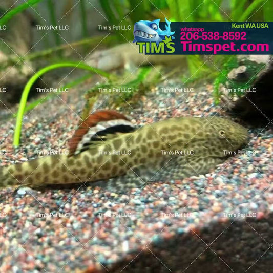 Cheni Hillstream Loach（Pseudogastromyzon Cheni）