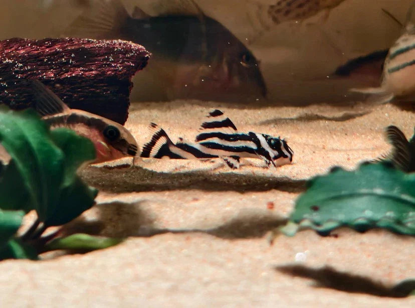 L046 Zebra Pleco-3.3.5 cm